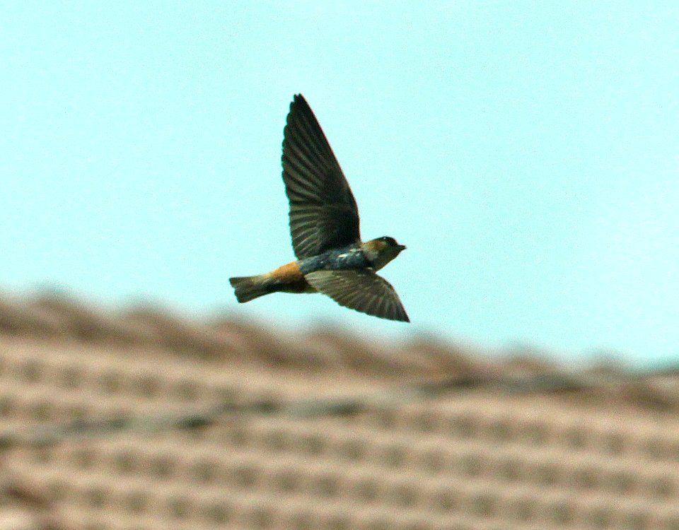 668 - CAVE SWALLOW Carribean (fulva) race (5-11-14) 248th and fl turnpike, princeton, fl  (26)