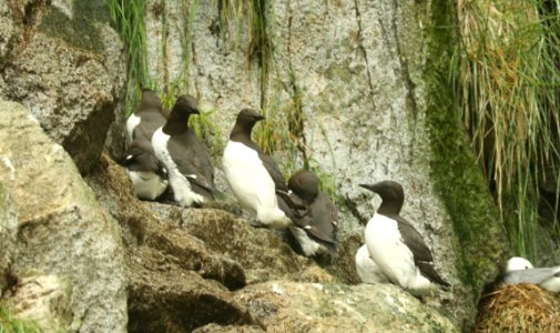 400 - COMMON MURRE (6-16-2019) northwest glacier tour, kenai fjords nat park, out of seward, ak -02
