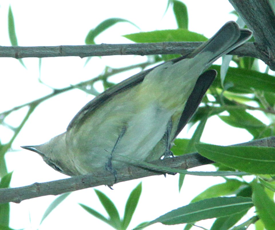 possible PHILADELPHIA VIREO (5-23-14) pena blanca lake, scc, az -04
