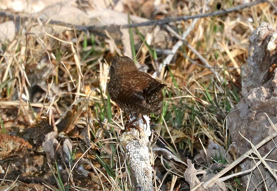 694 - WINTER WREN (3-4-2017) patagonia lake, santa cruz co, az -09
