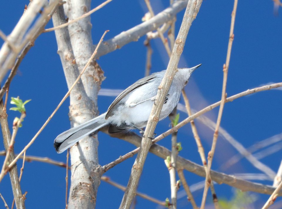 504 - BLACK-CAPPED GNATCATCHER (2-10-2018) patagonia lake, santa cruz co, az -02