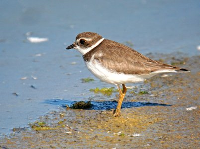 264 - SEMIPALMATED PLOVER (10-2-06) morro bay, slo co, ca