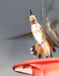 504 - RUFOUS HUMMINGBIRD (9-6-2016) imm male, 78 circulo montana, patagonia lake ranch estates, scc, az -10