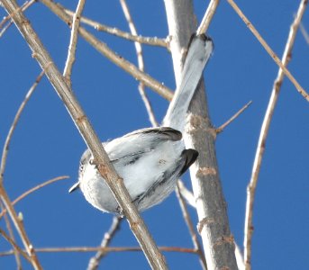 704 - BLACK-CAPPED GNATCATCHER (2-25-2017) patagonia lake, santa cruz co, az -03