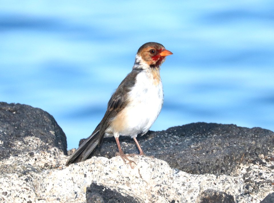 YELLOW-BILLED CARDINAL (8-28-2017) keauhou bay, kona coast, hawaii co, hawaii -03 juvenile