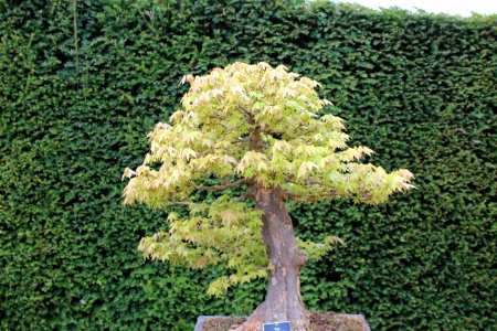 Bonsai Trees