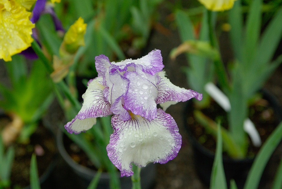 Flower petals drops of water