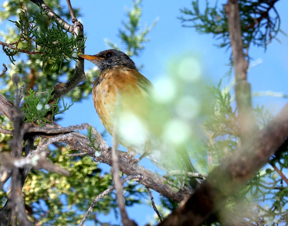 755 - RUFOUS-BACKED ROBIN (10-29-2017) patagonia lake state park, santa cruz co, az -01