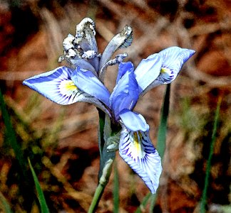 BLUE FLAG (Iris missouriensis) (5-23-2020) terry flats, escdilla mts, apache co, az -01 PHOTOSHOP WATERCOLOR