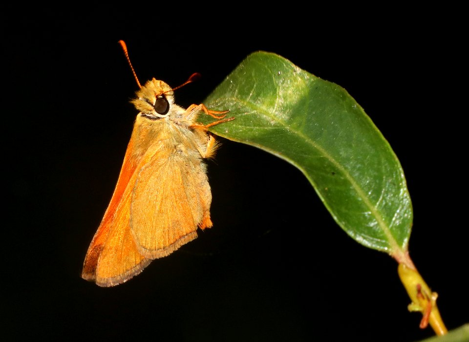 SKIPPER, RURAL (Ochlodes agricola) (7-27-2020) 1200 ft, illinois river at fr4201, josephine co, or -03