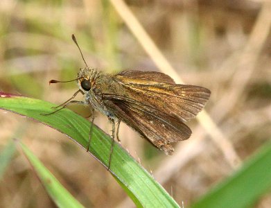 SKIPPER, sp (5-6-14) key west ,monroe co, fl