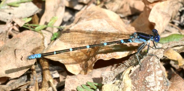 DANCER, BLUE-RINGED (Argia sedula) (10-30-2020) butterfly center, mission, hidalgo co, tx -01 male