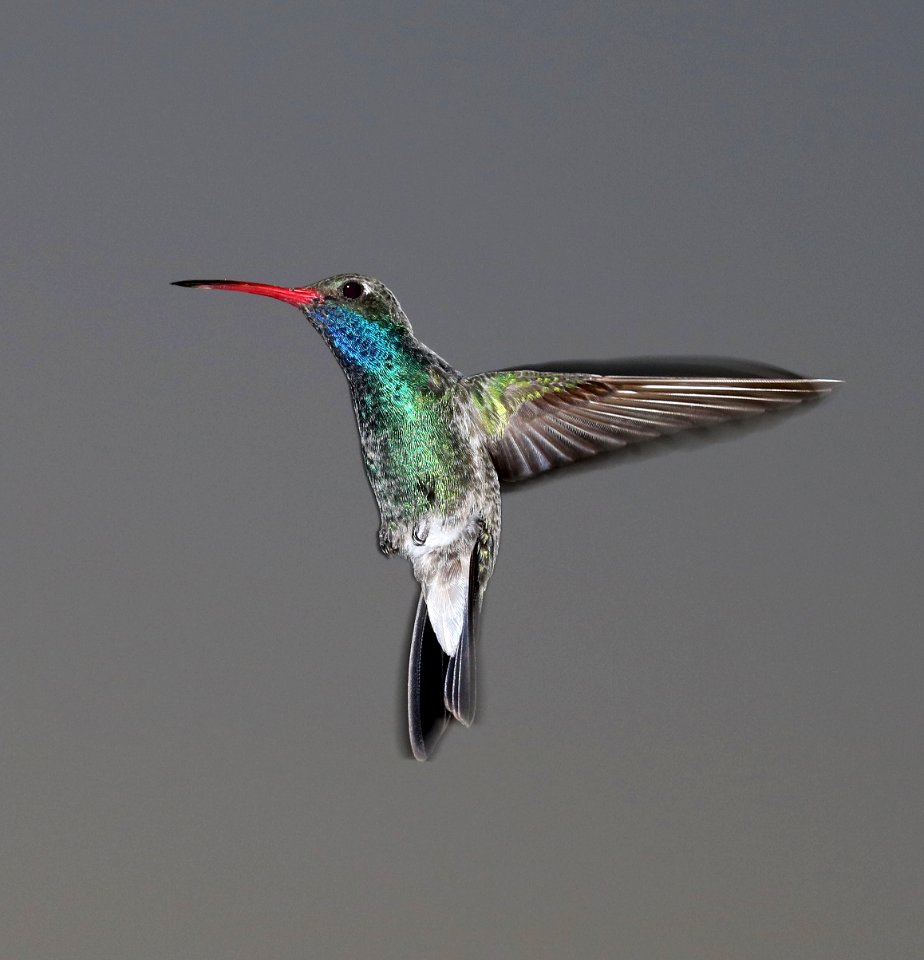 507 - BROAD-BILLED HUMMINGBIRD (3-21-2017) 78 circulo montana, patagonia lake ranch estates, scc, az -01