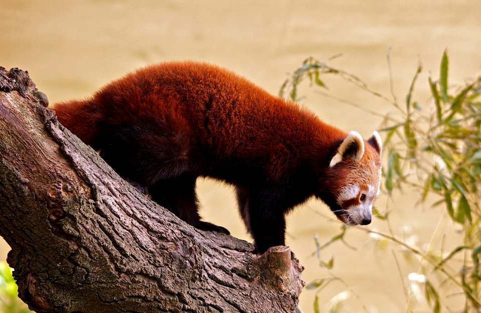 Marwell Wildlife - Red Panda