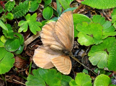 ARCTIC, POLIXENES (Oeneis polixen) (6-25-2016) denali highway, mile p13 pass, near paxson, alaska -04