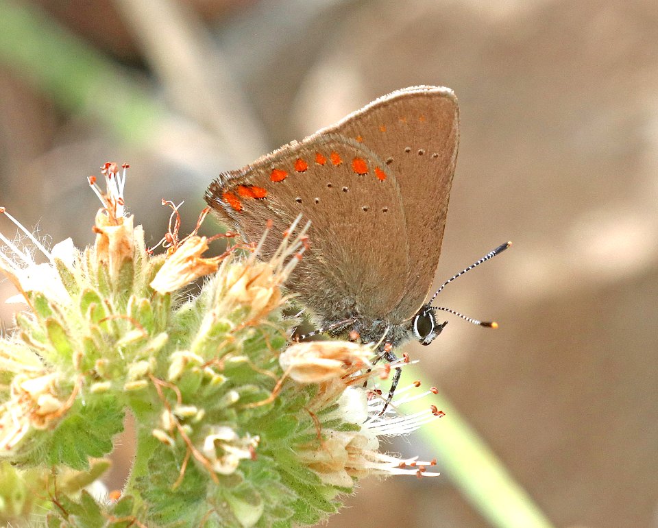 HAIRSTREAK, CORAL (Satyrium titus) (7-15-2020) 8400 ft, 10 miles n of grandby, grand co, co -03 photo