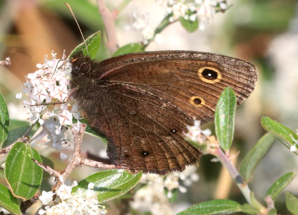 WOOD-NYMPH, SMALL (Cercynois oetus) (6-21-2020) rte 117 about 6..6 miles south of Rte 60, apache co, az -01