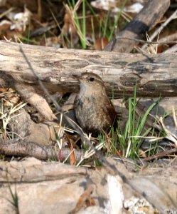 694 - WINTER WREN (3-4-2017) patagonia lake, santa cruz co, az -01