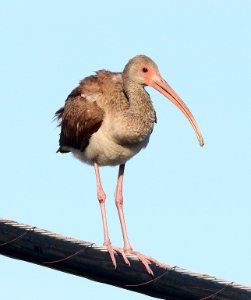 197 - WHITE IBIS (1-3-2020) marathon key, florida -05 photo