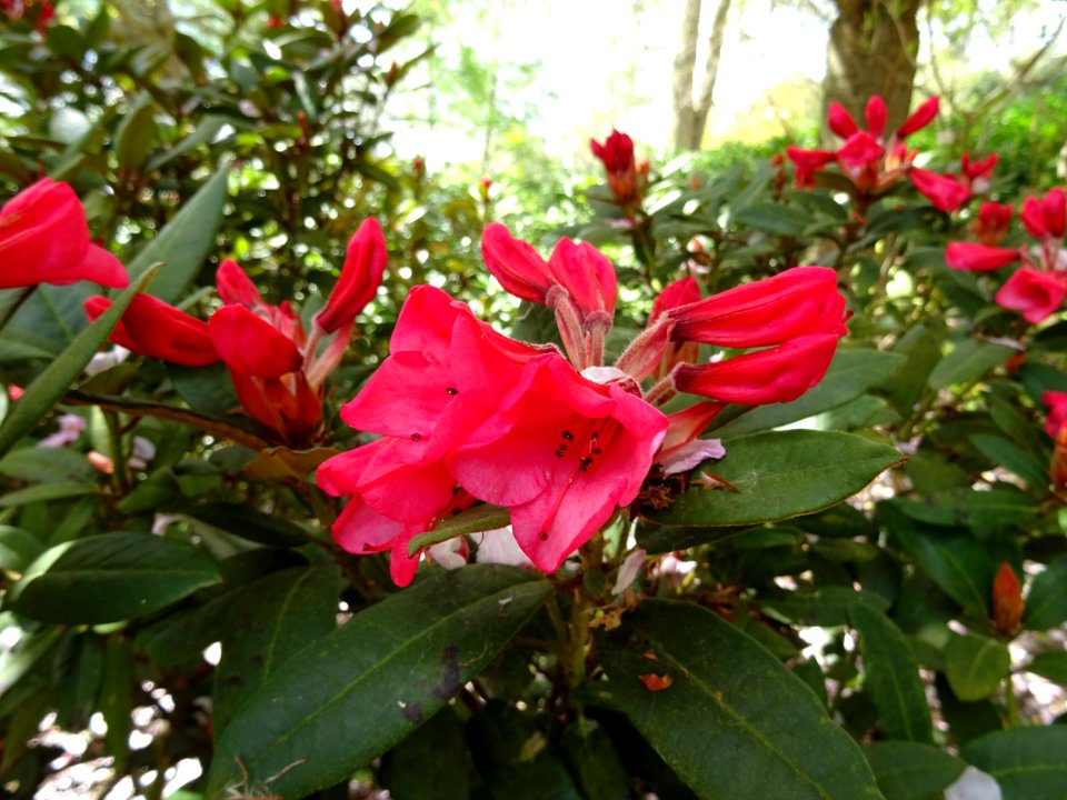Scotney Castle Gardens