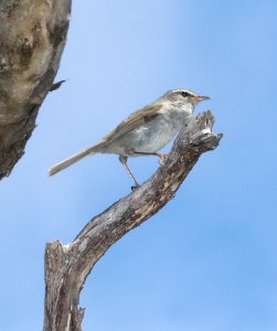 JAPANESE BUSH WARBLER (4-22-2018) kokee state park, kauai co, hawaii  (5)