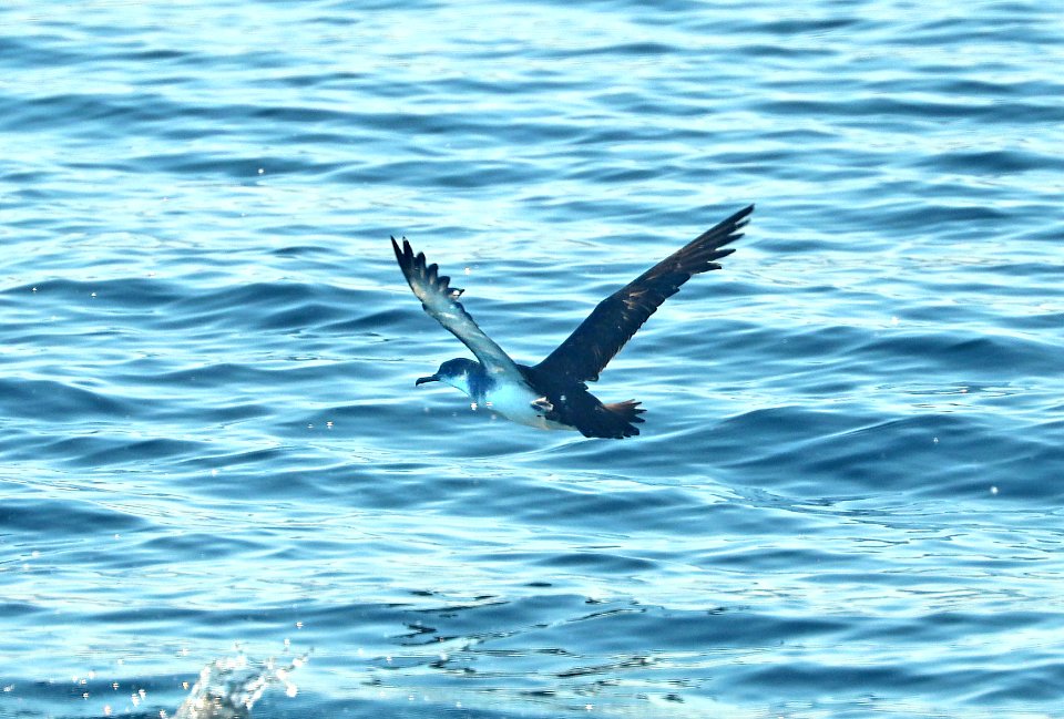 136 - MANX SHEARWATER (9-15-2918) MAS pelagic trip, out of bar harbor, me -16