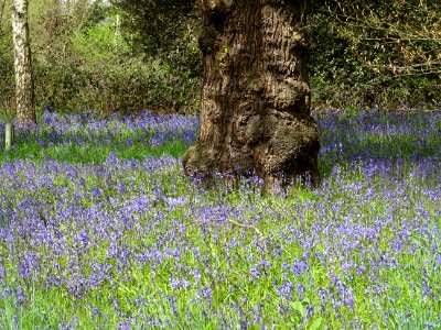 BLUEBELLS KEW GARDENS