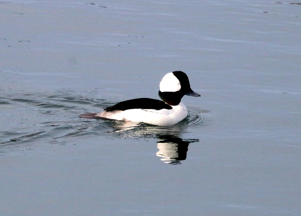 057 - BUFFLEHEAD (12-31-2017) yaquina bay, newport, lincoln co, or -01
