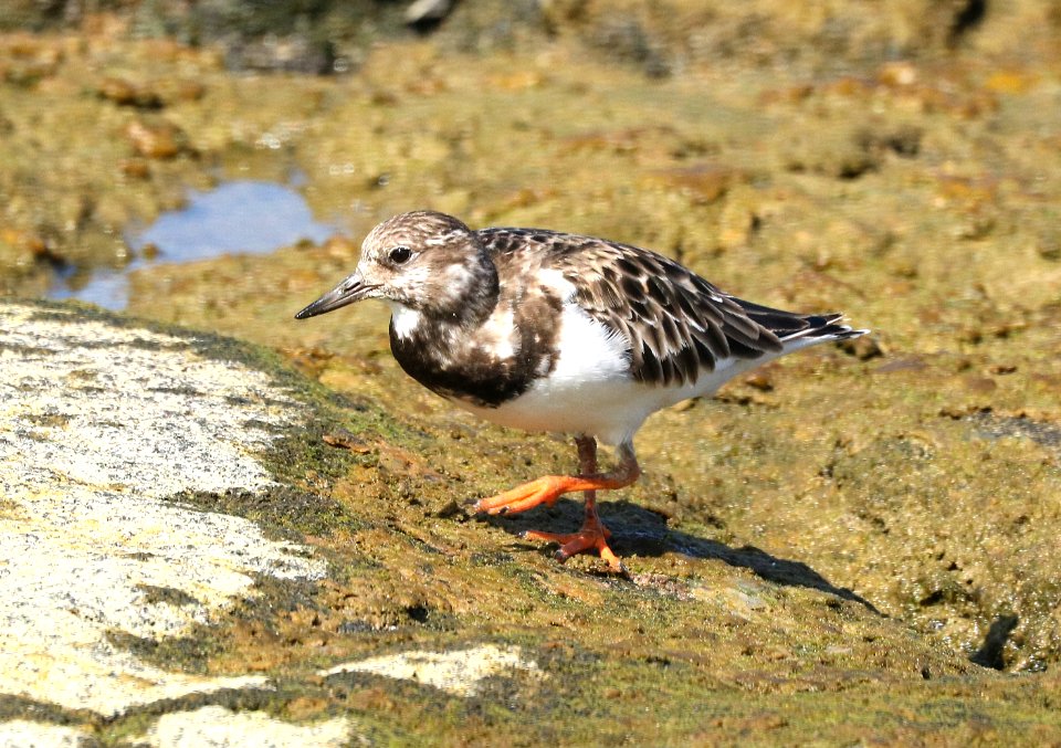 RUDDY TURNSTONE (9-2-2017) kaloko-honokohau nat historic park, kona area, hawai'i co, hawaii -01