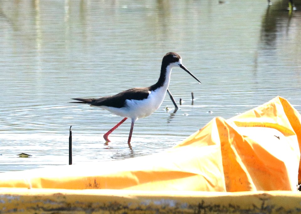 BLACK-NECKED STILT (9-2-2017) knudseni or hawaiian race, kaloko-honokohau nat historic park, kona area, hawai'i co, hawaii -01