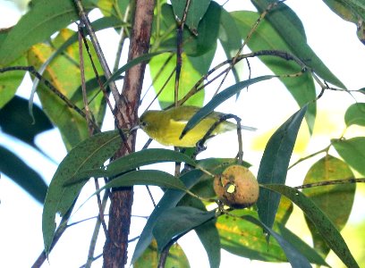 OAHU AMAKIHI (9-19-2017) aiea loop trail, keaiwa heiau recreation area, honolulu co, hawaii -03