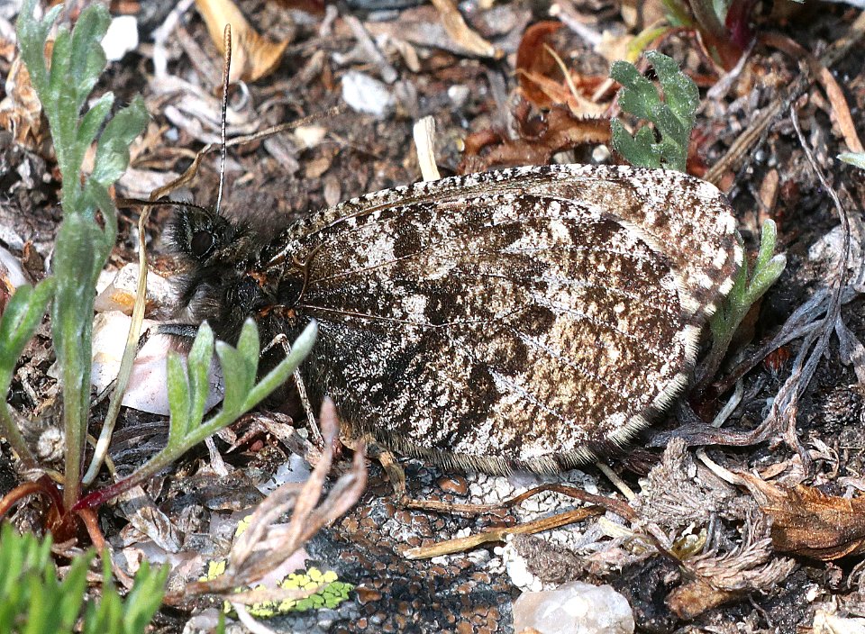 ARCTIC, CHRYXUS (Oeneis chryxus) (7-16-2020) 12300 ft, trail ridge pass, rocky mt nat park, larimer co, co (1)