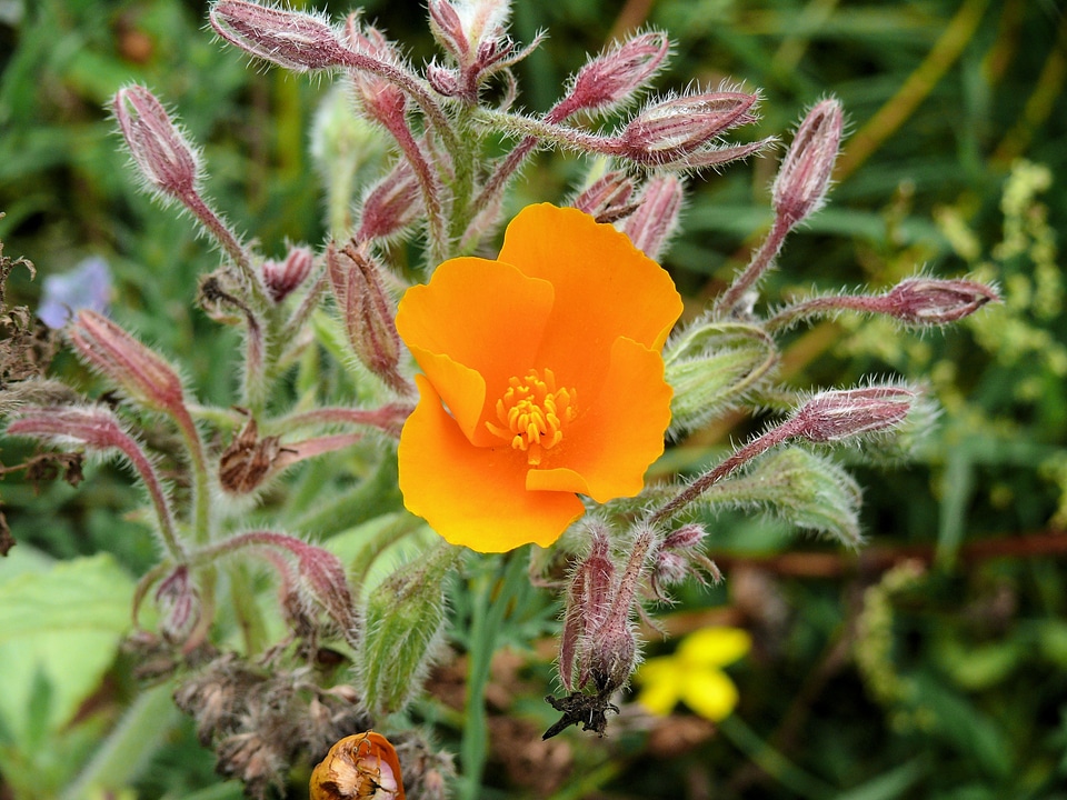 Nature spring orange