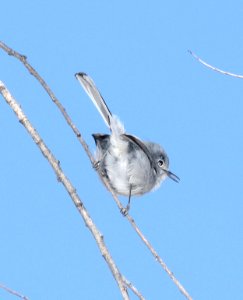 704 - BLACK-CAPPED GNATCATCHER (2-25-2018) patagonia lake, santa cruz co, az -05