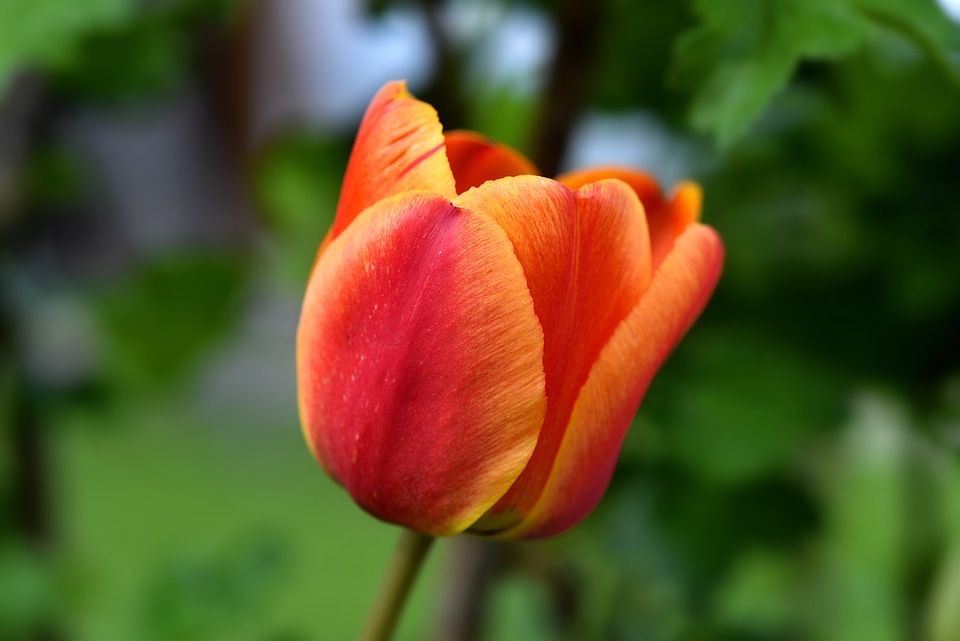 Bloom orange schnittblume