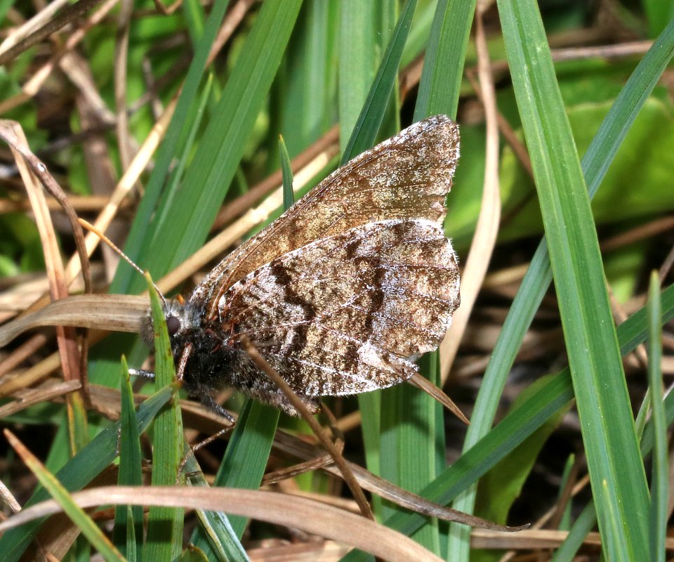 ARCTIC, WHITE-VEINED (Oeneis bore edwardsii) (7-20-2020) 10000 ft, bear tooth hwy, park co, wy (2)