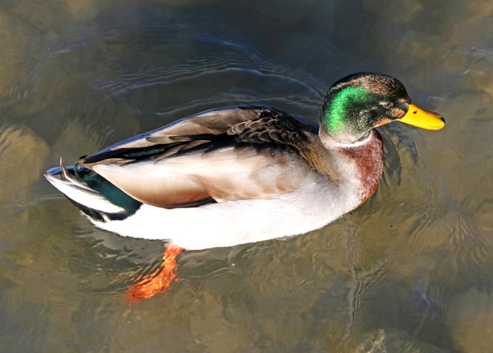 027 - MALLARD (Northern x Mexican hybrid male) (12-5-2016) farmington, san juan co, new mexico -c(2)