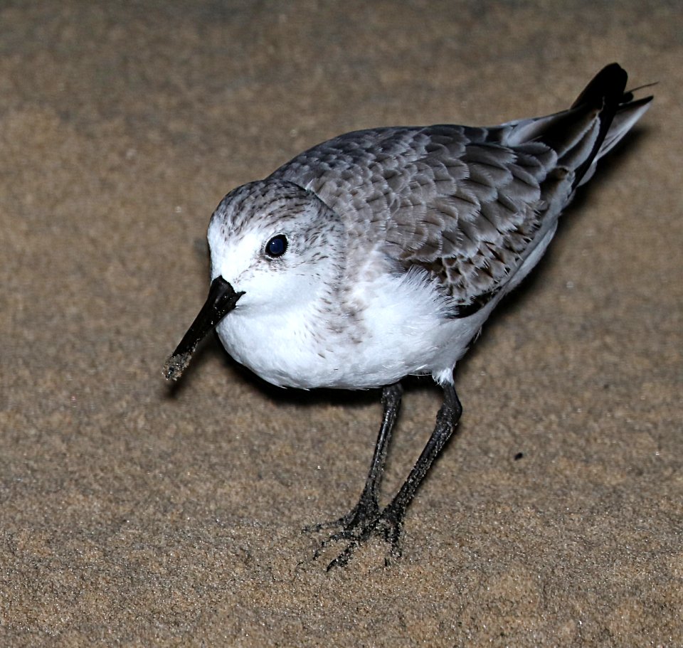310 - SANDERLING (11-8-2016) boca chica beach, cameron co, tx (2)