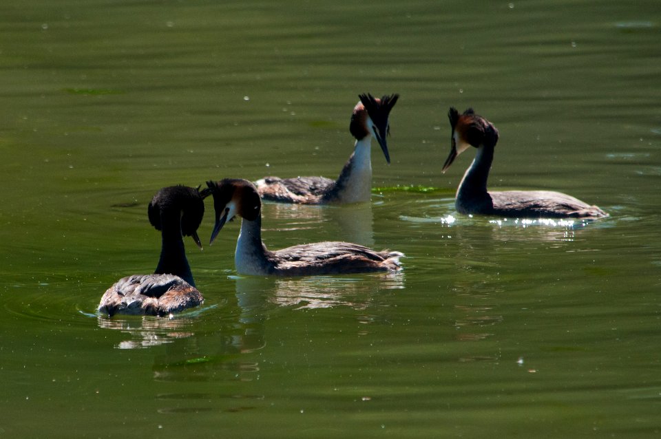 Two couples of mating grebes