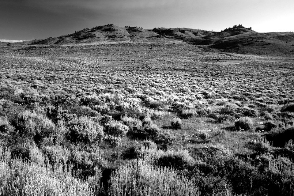MORNING LIGHT ON SAGEBRUSH  (7-12-2019) six mile campground, carbon co, wy -13 BW
