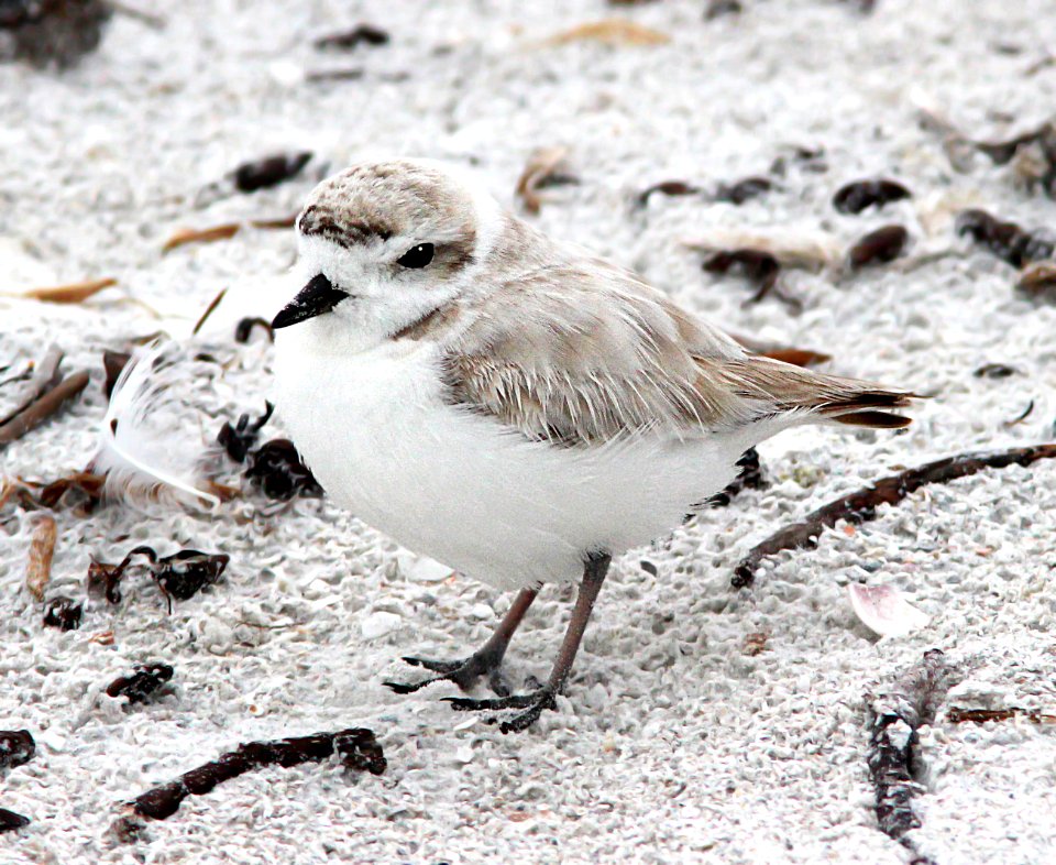261 - SNOWY PLOVER (2-27-13) ft myers beach, lee co, fl  (2)