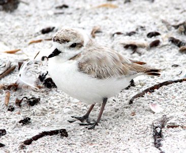 261 - SNOWY PLOVER (2-27-13) ft myers beach, lee co, fl  (2)