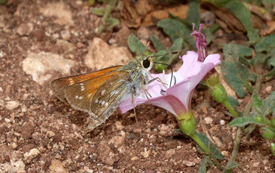 SKIPPER, NEVADA (Hesperia nevada) (7-13-2020) 9250 ft, green's peak, apache co, az (1)