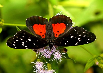 PATCH, CRIMSON (Chlosyne janais) (11-10-2016) the national butterfly center, hidalgo co, tx -08