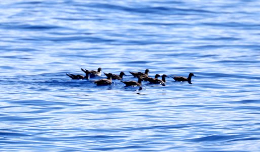 SOOTY SHEARWATER (9-15-2017) with wedgetailed shearwaters, kona pelagic trip, kona, hawai'i co, hawaii -01