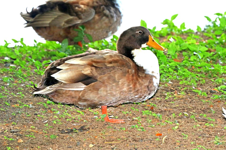 MALLARD (Domestic Varient) (9-6-2017)  Waiakea Pond, hilo, hawai'i co, hawaii -01