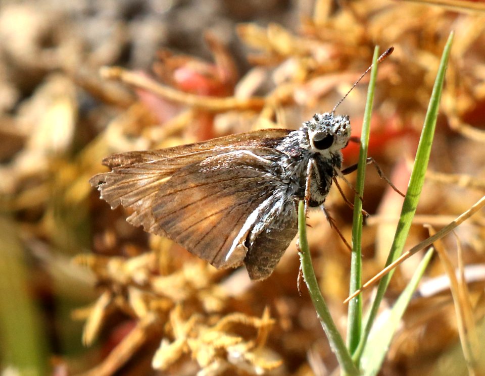 SKIPPER, YUMA (Ochlodes yuma) (9-24-2015) dixie valley, churchill co, nevada (1)