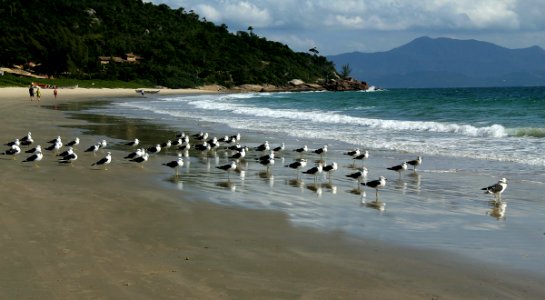 Santa e Bela Catarina...Ilha de Florianópolis.