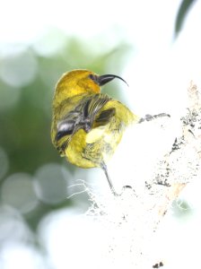 AKIAPOLA'AU (8-30-2017) hakalau forest national wildlife refuge, hawaii co, hawaii -24 male