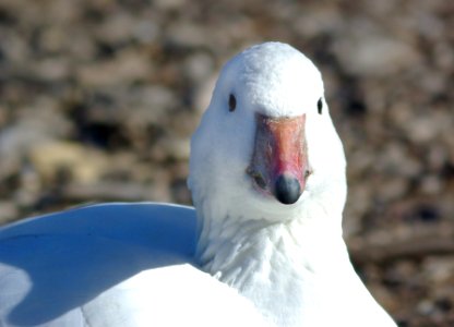 012 x 013 - SNOW x ROSS'S GOOSE (12-4-07) prob hybrid, laguna, sloco, ca  (2)